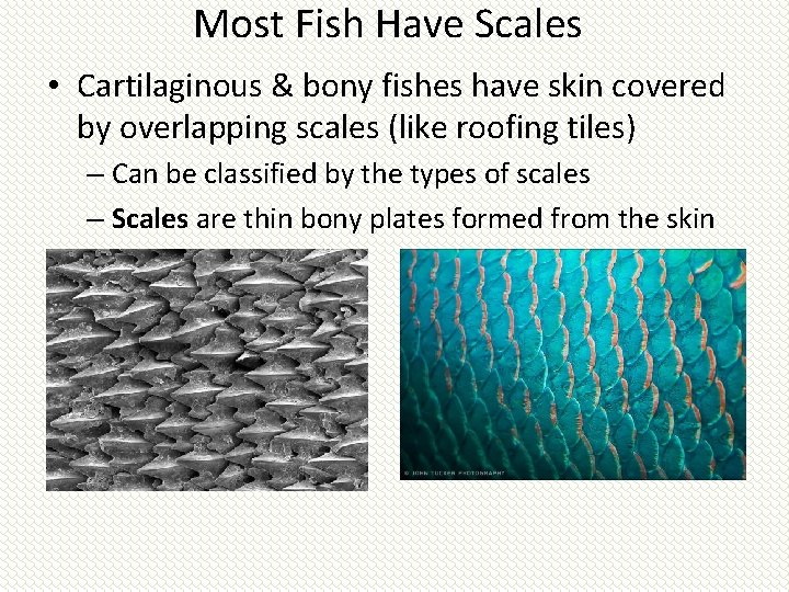 Most Fish Have Scales • Cartilaginous & bony fishes have skin covered by overlapping