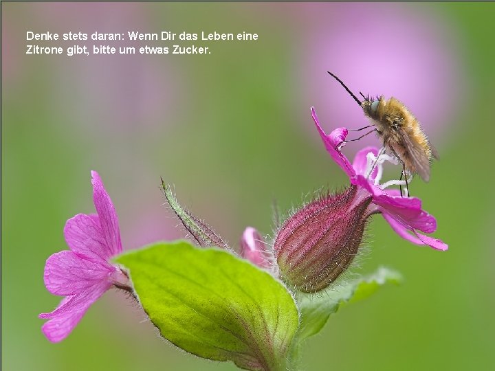 Denke stets daran: Wenn Dir das Leben eine Zitrone gibt, bitte um etwas Zucker.