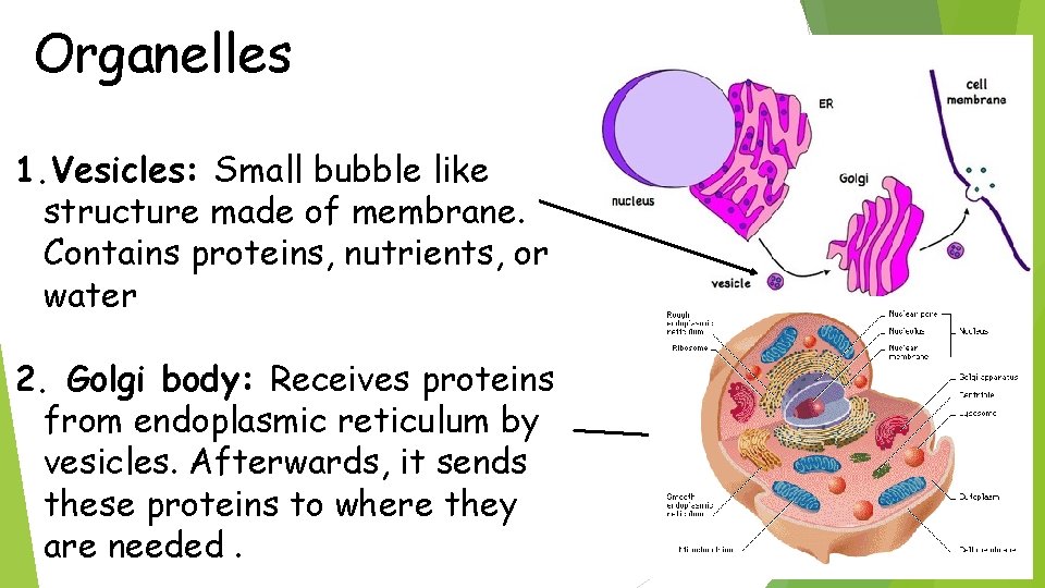 Organelles 1. Vesicles: Small bubble like structure made of membrane. Contains proteins, nutrients, or