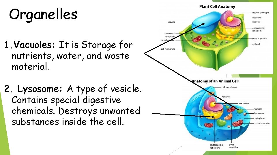 Organelles 1. Vacuoles: It is Storage for nutrients, water, and waste material. 2. Lysosome: