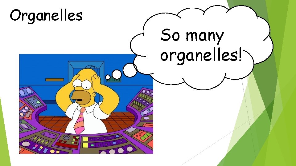 Organelles So many organelles! 