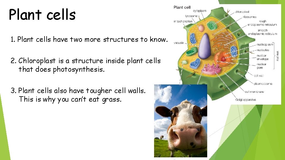 Plant cells 1. Plant cells have two more structures to know. 2. Chloroplast is