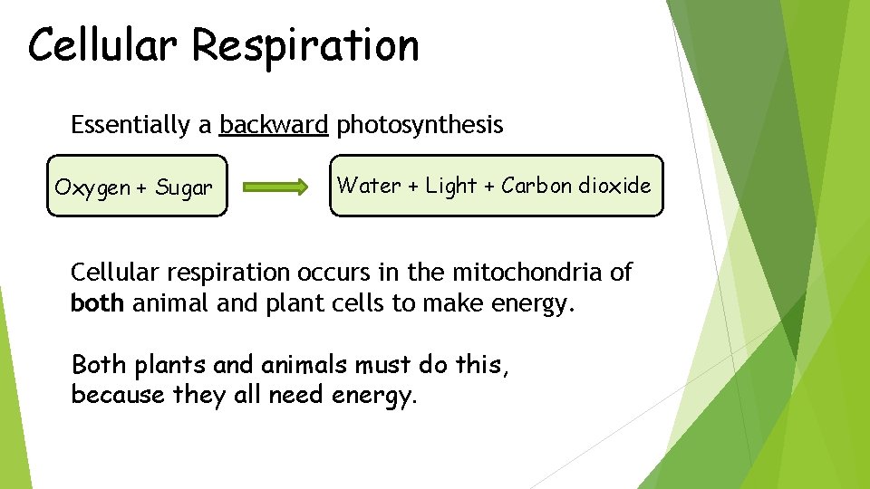 Cellular Respiration Essentially a backward photosynthesis Oxygen + Sugar Water + Light + Carbon