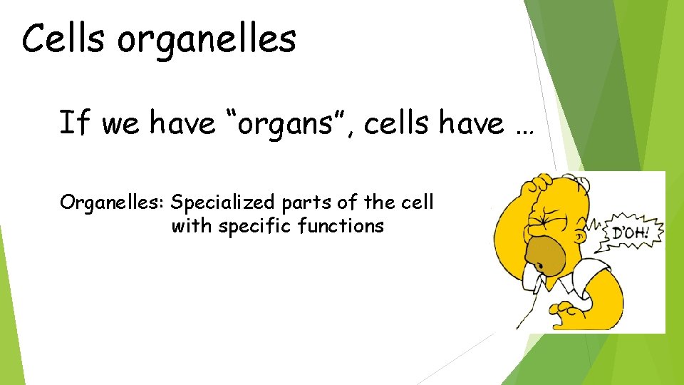 Cells organelles If we have “organs”, cells have … Organelles: Specialized parts of the