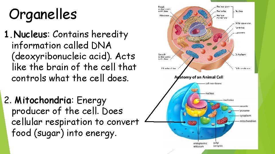 Organelles 1. Nucleus: Contains heredity information called DNA (deoxyribonucleic acid). Acts like the brain