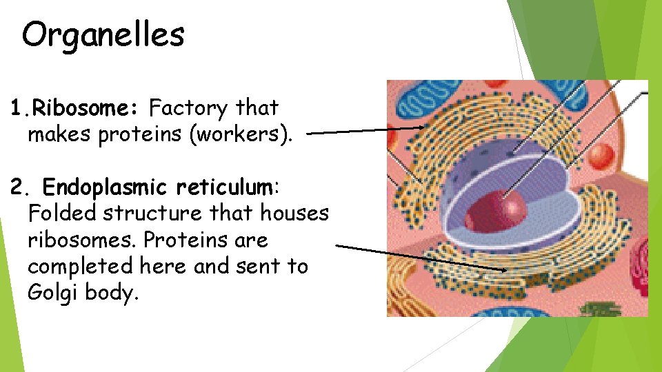 Organelles 1. Ribosome: Factory that makes proteins (workers). 2. Endoplasmic reticulum: Folded structure that