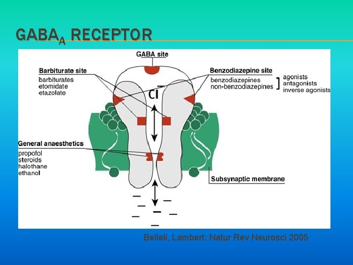 GABAA RECEPTOR Belleli, Lambert: Natur Rev Neurosci 2005 