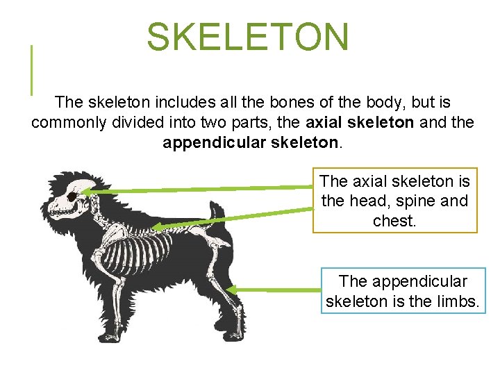 SKELETON The skeleton includes all the bones of the body, but is commonly divided