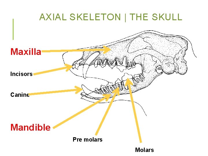 AXIAL SKELETON | THE SKULL Maxilla Incisors Canine Mandible Pre molars Molars 