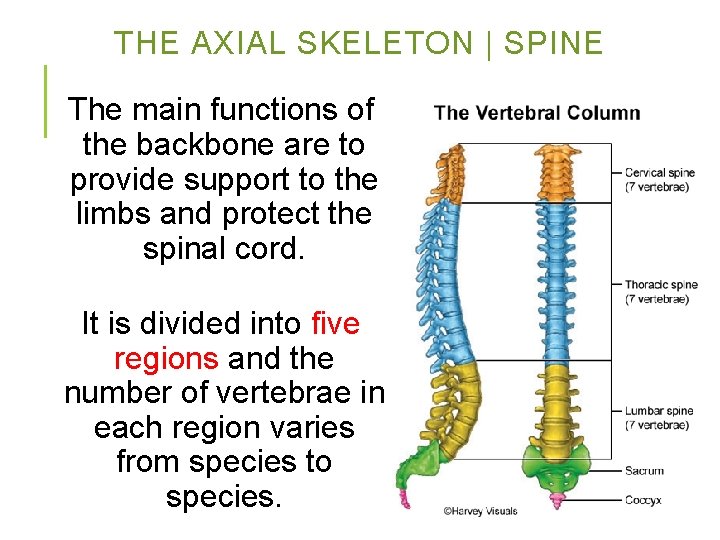 THE AXIAL SKELETON | SPINE The main functions of the backbone are to provide