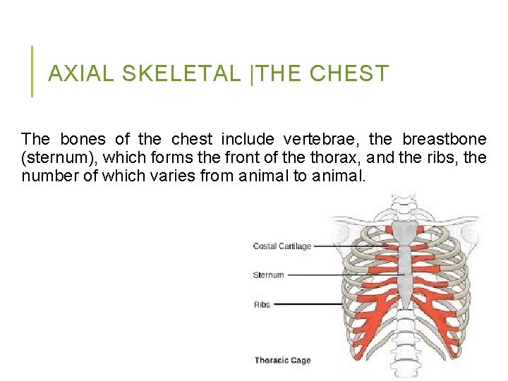 AXIAL SKELETAL |THE CHEST The bones of the chest include vertebrae, the breastbone (sternum),