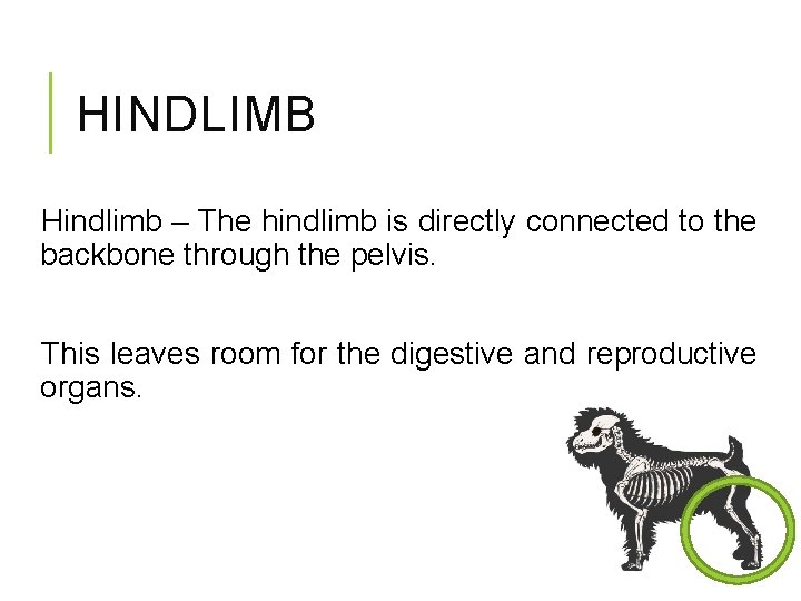 HINDLIMB Hindlimb – The hindlimb is directly connected to the backbone through the pelvis.