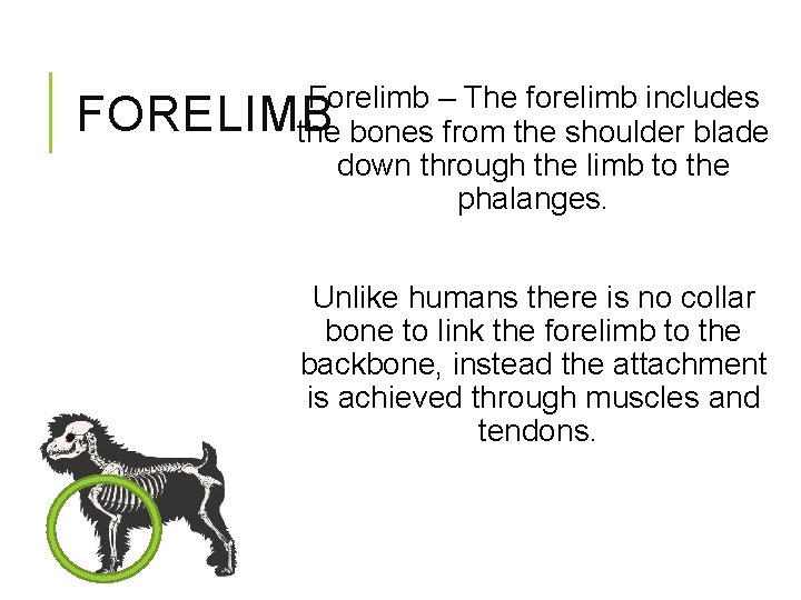 Forelimb – The forelimb includes FORELIMB the bones from the shoulder blade down through