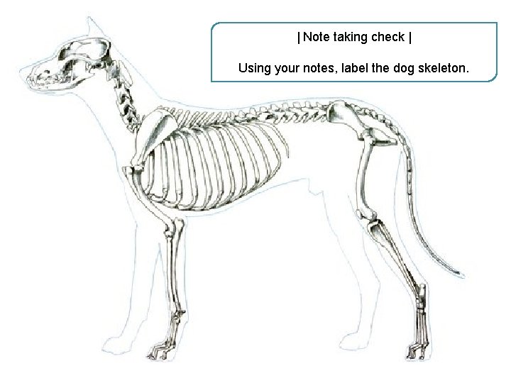 | Note taking check | Using your notes, label the dog skeleton. 