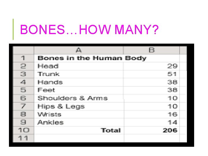 BONES…HOW MANY? 