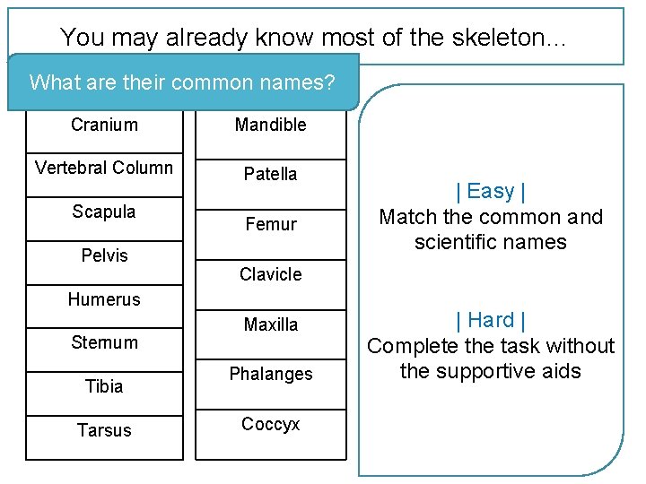 You may already know most of the skeleton… What are their common names? Cranium