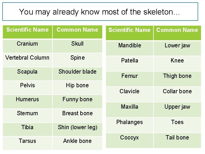 You may already know most of the skeleton… Scientific Name Common Name Cranium Skull