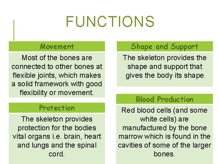 FUNCTIONS Movement Shape and Support Most of the bones are connected to other bones