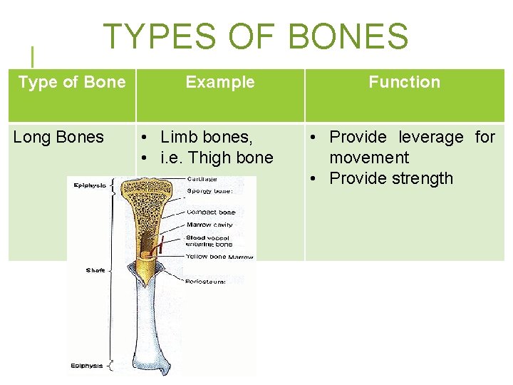 TYPES OF BONES Type of Bone Long Bones Example • Limb bones, • i.