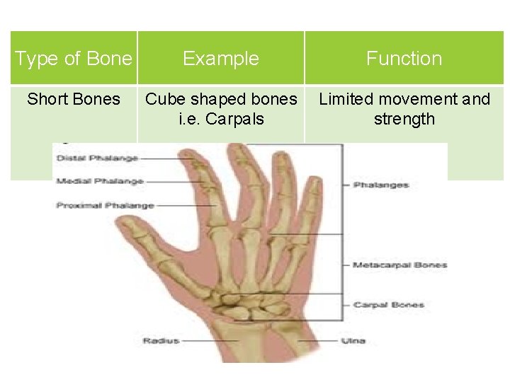 Type of Bone Example Function Short Bones Cube shaped bones i. e. Carpals Limited