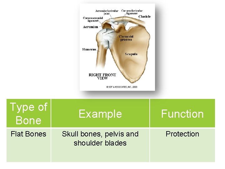 Type of Bone Flat Bones Example Function Skull bones, pelvis and shoulder blades Protection