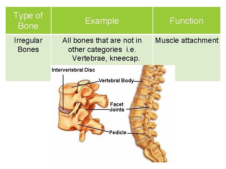 Type of Bone Irregular Bones Example Function All bones that are not in other