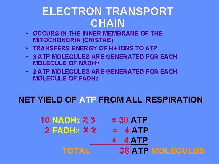 ELECTRON TRANSPORT CHAIN • OCCURS IN THE INNER MEMBRANE OF THE MITOCHONDRIA (CRISTAE) •