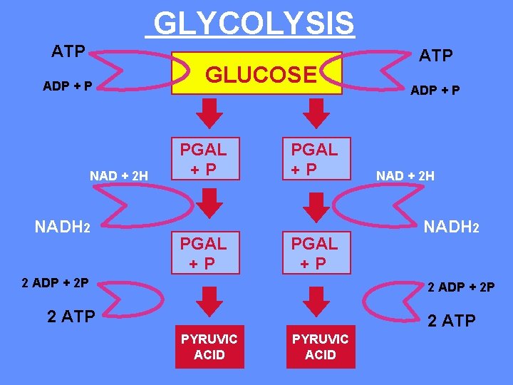 GLYCOLYSIS ATP ADP + P NAD + 2 H NADH 2 GLUCOSE PGAL +P