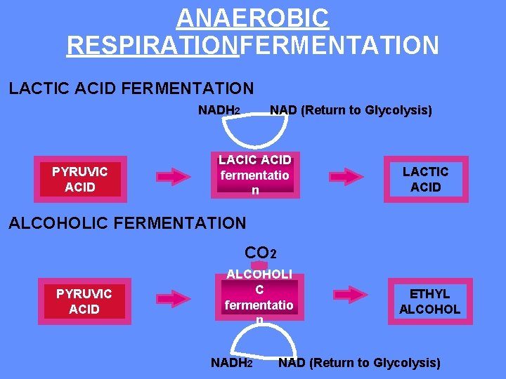 ANAEROBIC RESPIRATIONFERMENTATION LACTIC ACID FERMENTATION NADH 2 PYRUVIC ACID NAD (Return to Glycolysis) LACIC