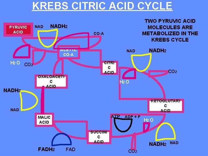KREBS CITRIC ACID CYCLE PYRUVIC ACID NAD TWO PYRUVIC ACID MOLECULES ARE METABOLIZED IN