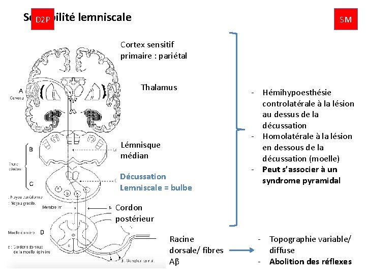 Sensibilité lemniscale D 2 P SM Cortex sensitif primaire : pariétal Thalamus Lémnisque médian