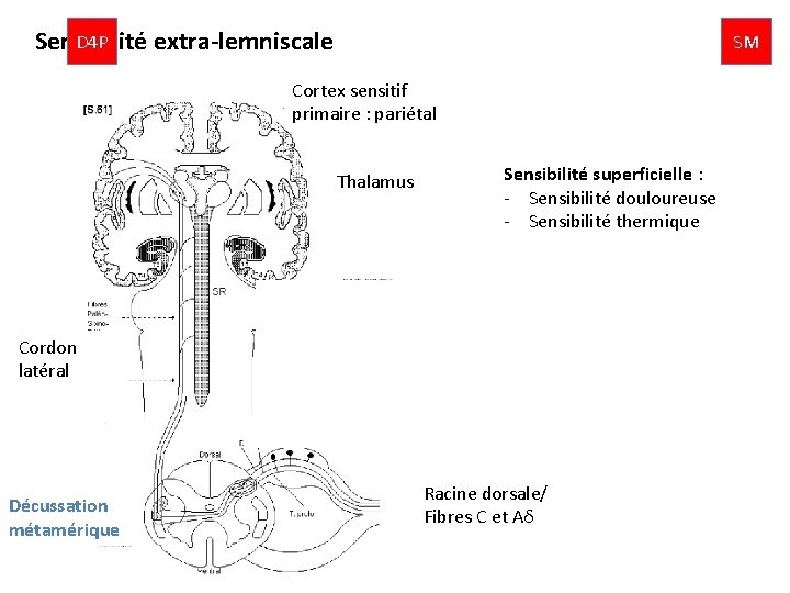 D 4 P Sensibilité extra-lemniscale SM Cortex sensitif primaire : pariétal Thalamus Sensibilité superficielle