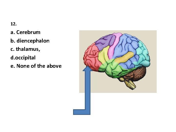 12. a. Cerebrum b. diencephalon c. thalamus, d. occipital e. None of the above