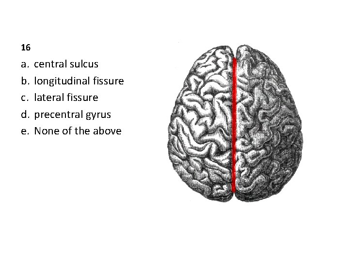 16 a. b. c. d. e. central sulcus longitudinal fissure lateral fissure precentral gyrus