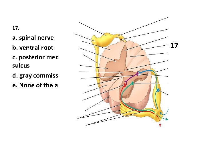 17. a. spinal nerve b. ventral root c. posterior median sulcus d. gray commissure