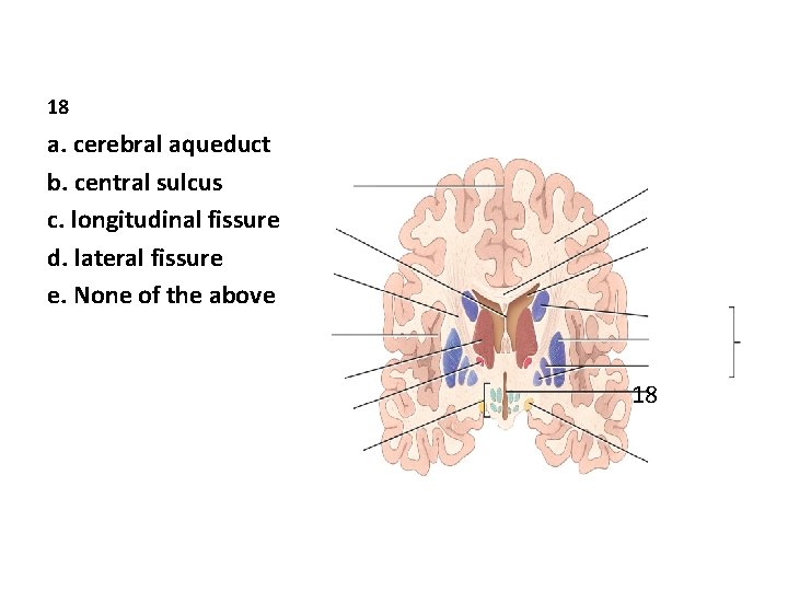 18 a. cerebral aqueduct b. central sulcus c. longitudinal fissure d. lateral fissure e.