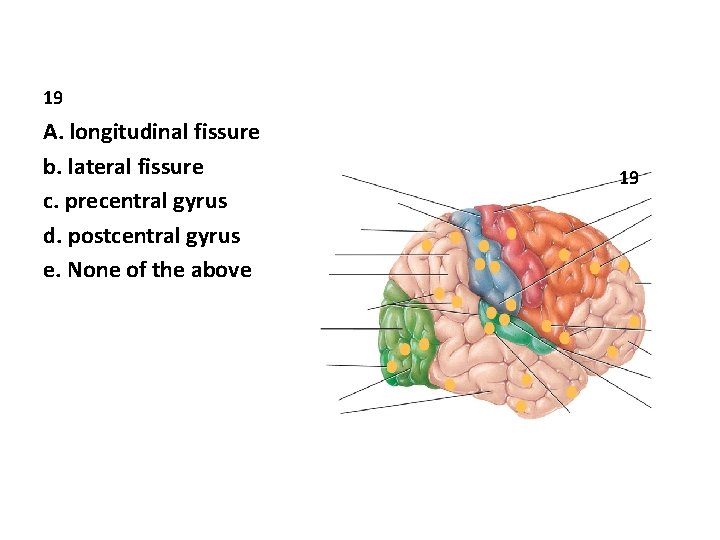 19 A. longitudinal fissure b. lateral fissure c. precentral gyrus d. postcentral gyrus e.