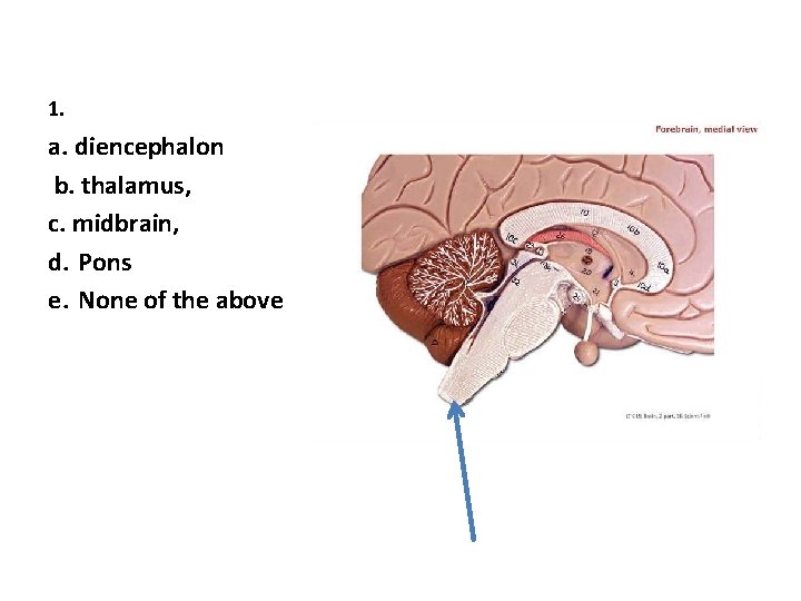 1. a. diencephalon b. thalamus, c. midbrain, d. Pons e. None of the above