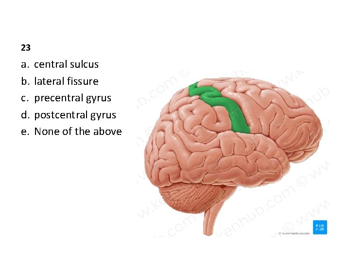 23 a. b. c. d. e. central sulcus lateral fissure precentral gyrus postcentral gyrus