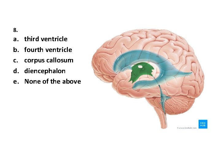 8. a. b. c. d. e. third ventricle fourth ventricle corpus callosum diencephalon None