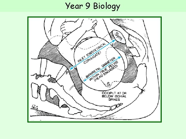 Year 9 Biology  Year 9 Biology