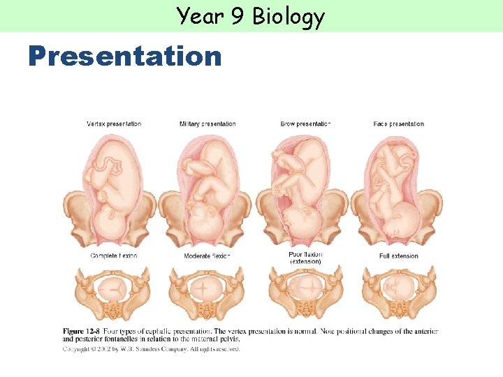 Year 9 Biology Presentation  Year 9 Biology Presentation