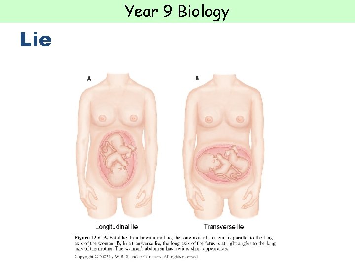 Year 9 Biology Lie  Year 9 Biology Lie