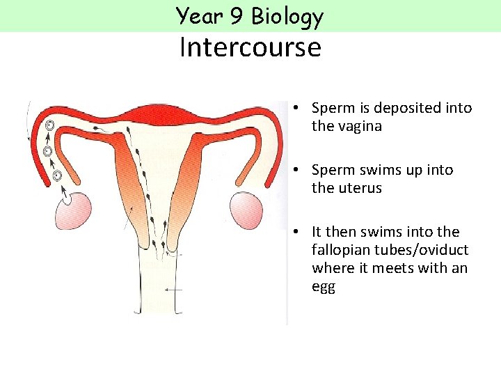 Year 9 Biology Intercourse • Sperm is deposited into the vagina • Sperm swims Year 9 Biology Intercourse • Sperm is deposited into the vagina • Sperm swims