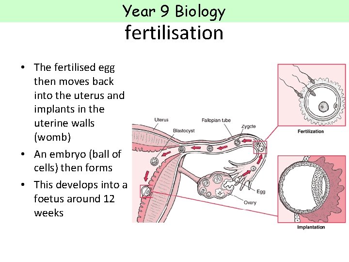 Year 9 Biology fertilisation • The fertilised egg then moves back into the uterus Year 9 Biology fertilisation • The fertilised egg then moves back into the uterus