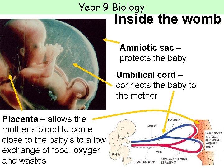 Year 9 Biology Inside the womb Amniotic sac – protects the baby Umbilical cord Year 9 Biology Inside the womb Amniotic sac – protects the baby Umbilical cord