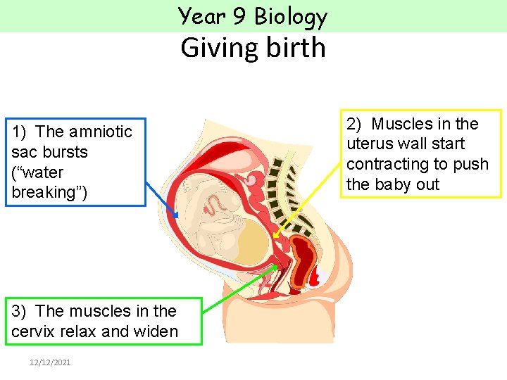 Year 9 Biology Giving birth 1) The amniotic sac bursts (“water breaking”) 3) The Year 9 Biology Giving birth 1) The amniotic sac bursts (“water breaking”) 3) The