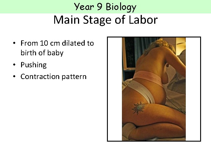 Year 9 Biology Main Stage of Labor • From 10 cm dilated to birth Year 9 Biology Main Stage of Labor • From 10 cm dilated to birth