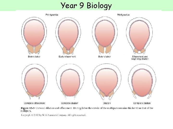 Year 9 Biology  Year 9 Biology