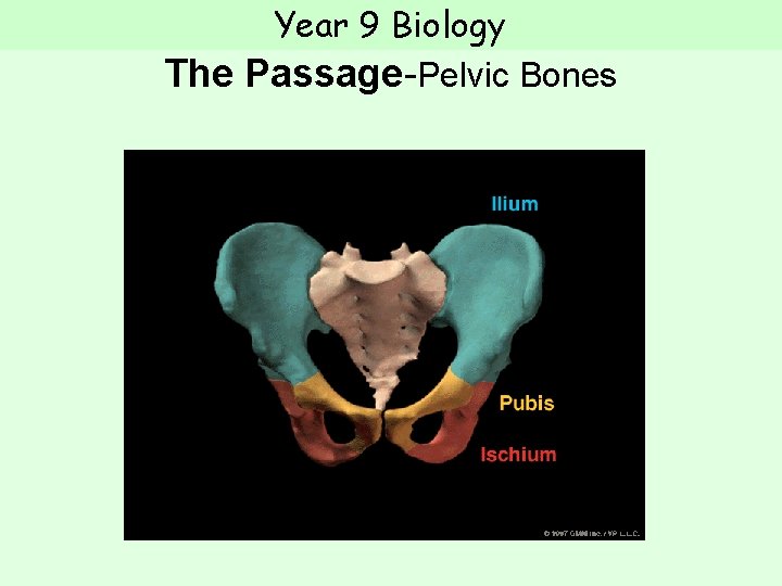 Year 9 Biology The Passage-Pelvic Bones  Year 9 Biology The Passage-Pelvic Bones